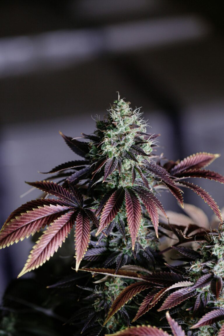 7 Top Organic Terpene Suppliers: Pure, Natural, and Solvent-Free