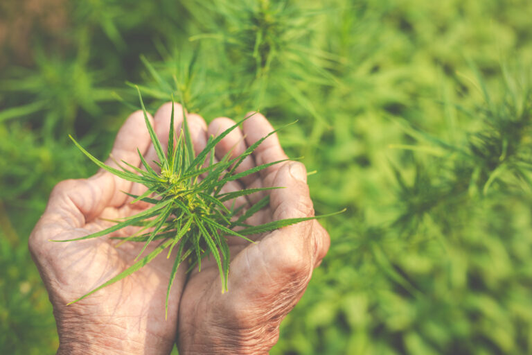 Cannabis brand evaluating wrong terpene supplier choice leading to inconsistent product quality and lost revenue