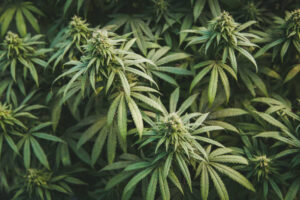 Cannabis business owner reviewing tax documents showing Section 280E impact on dispensary finances