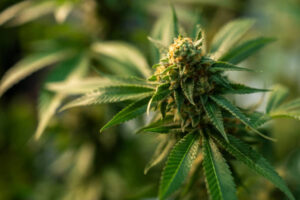 Close-up of aged cannabis seeds ready for germination using Kenneth Morrow's proven techniques