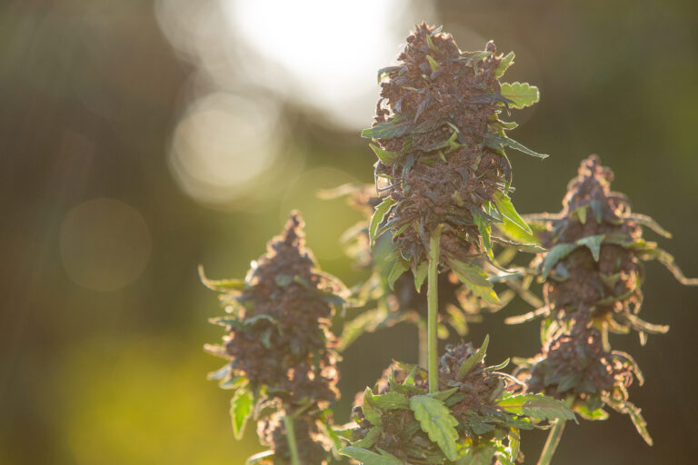 Cannabis product with rich terpene profile influencing market success through aroma flavor and consumer experience