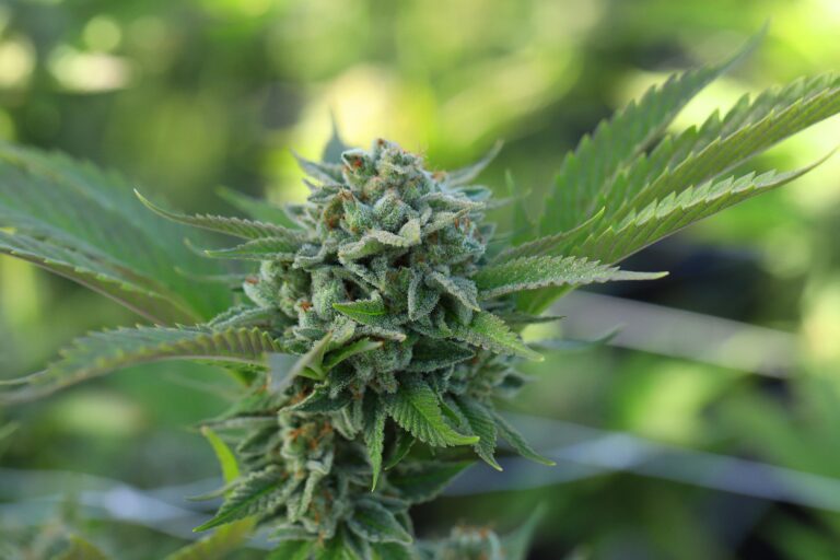 High-purity terpene products and clean cannabis extracts showing growing consumer demand for quality ingredients