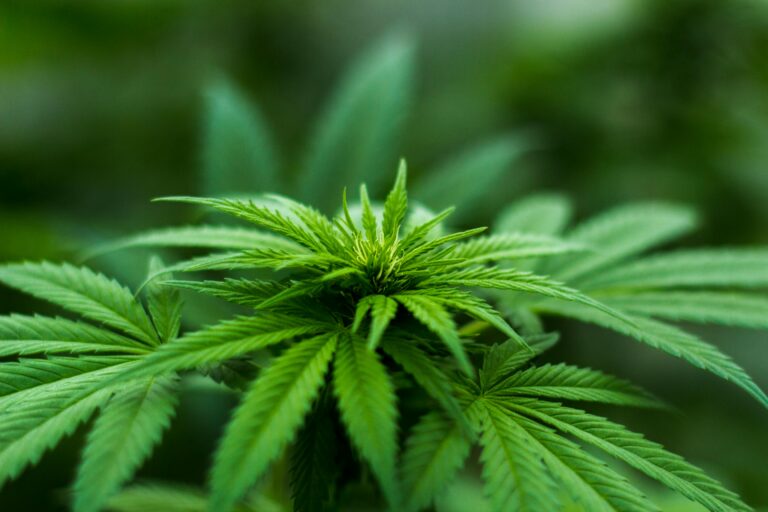 Cannabis terpene trends 2026 showing flavor innovation and custom blend development