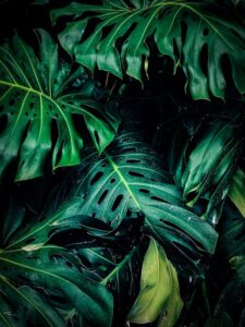 Gelonade Strain: Effects, Benefits, and Why Everyone Is Talking About It